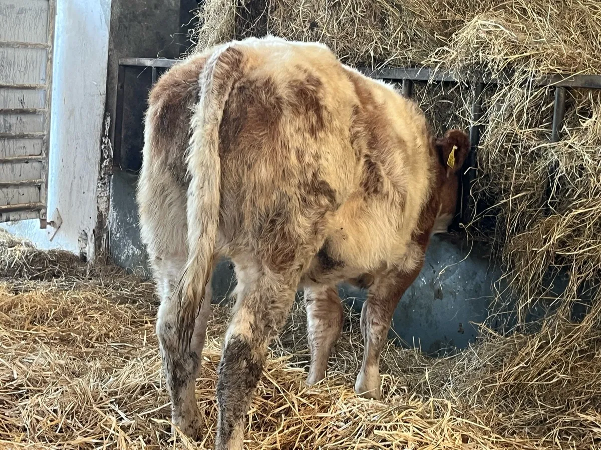🌟Super Roan Heifer🌟 - Image 4
