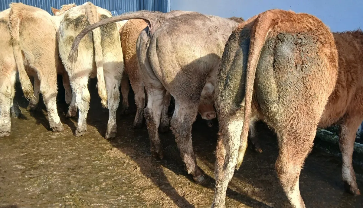 10 super  store -heifers 500 kgs - Image 2