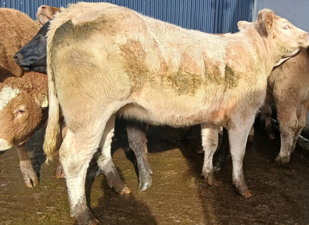 10 super  store -heifers 500 kgs - Image 3