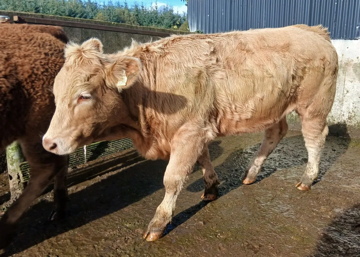 10 super  store -heifers 500 kgs - Image 4
