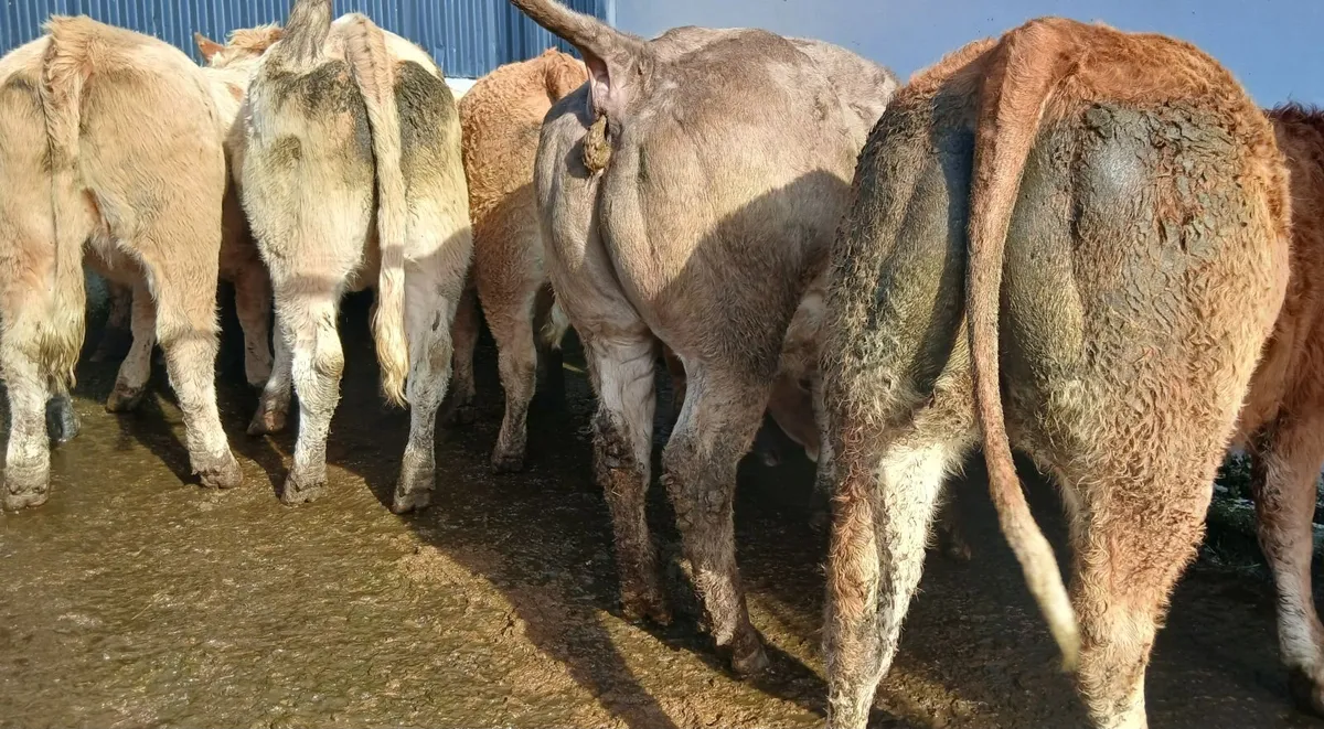 10 super  store -heifers 500 kgs - Image 1