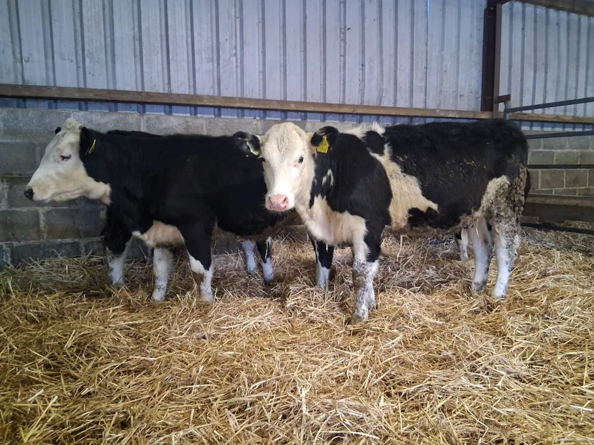 Hereford Heifer Weanlings - Image 2