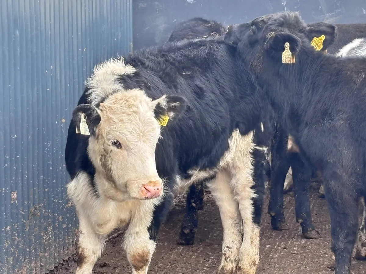 13 smashing weanings for sale @€850 - Image 2