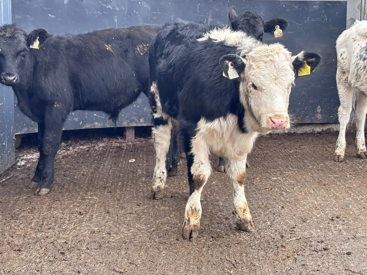 13 smashing weanings for sale @€850 - Image 3
