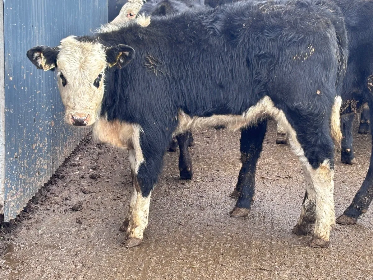 13 smashing weanings for sale @€850 - Image 1
