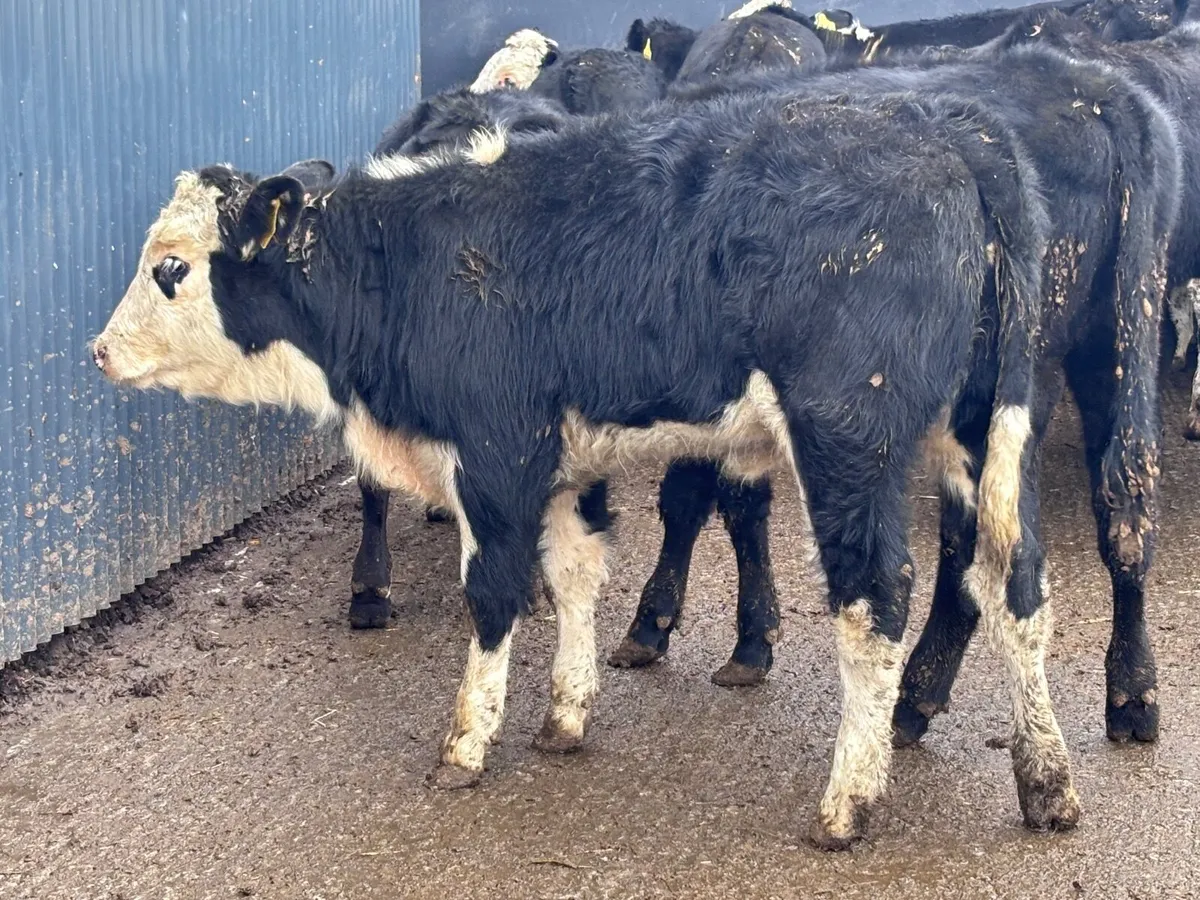 13 smashing weanings for sale @€850 - Image 4