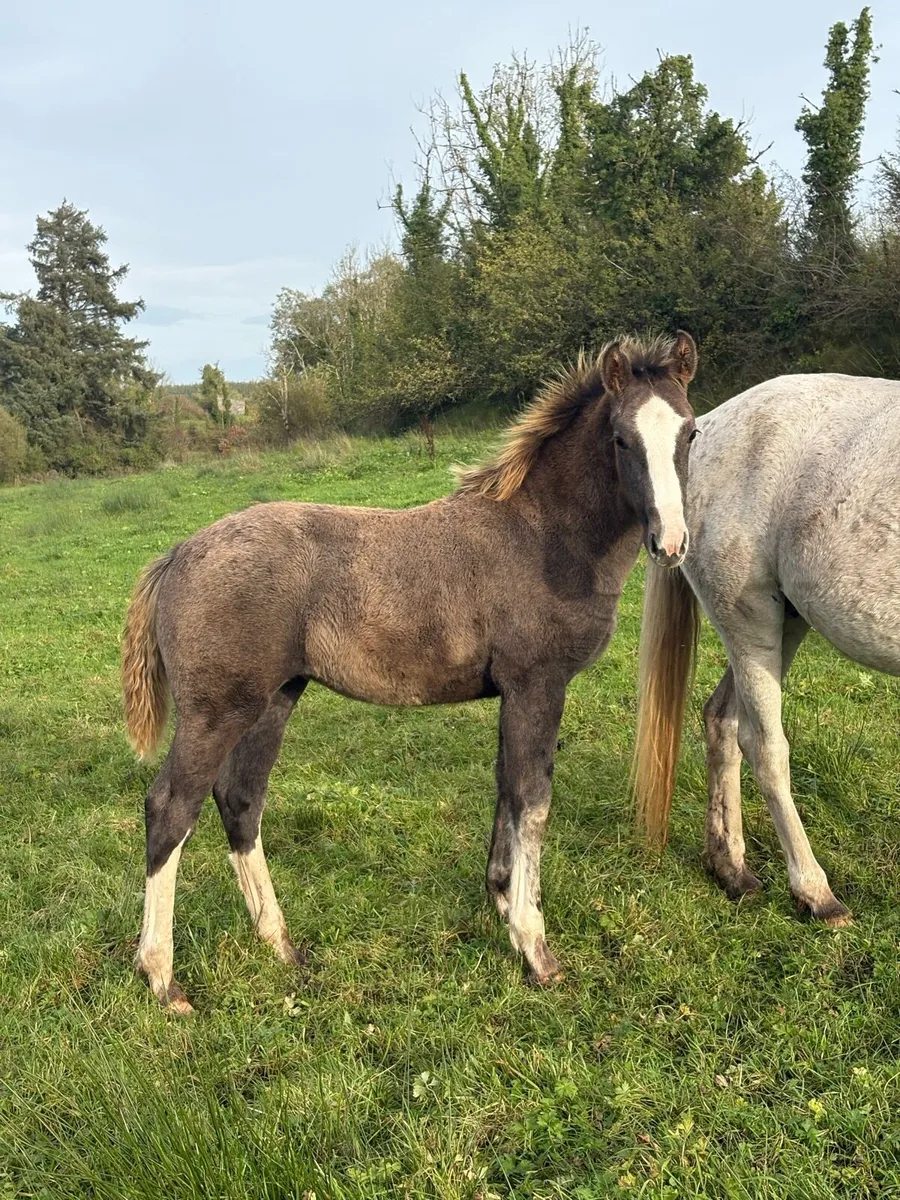 Filly foals for sale - Image 1