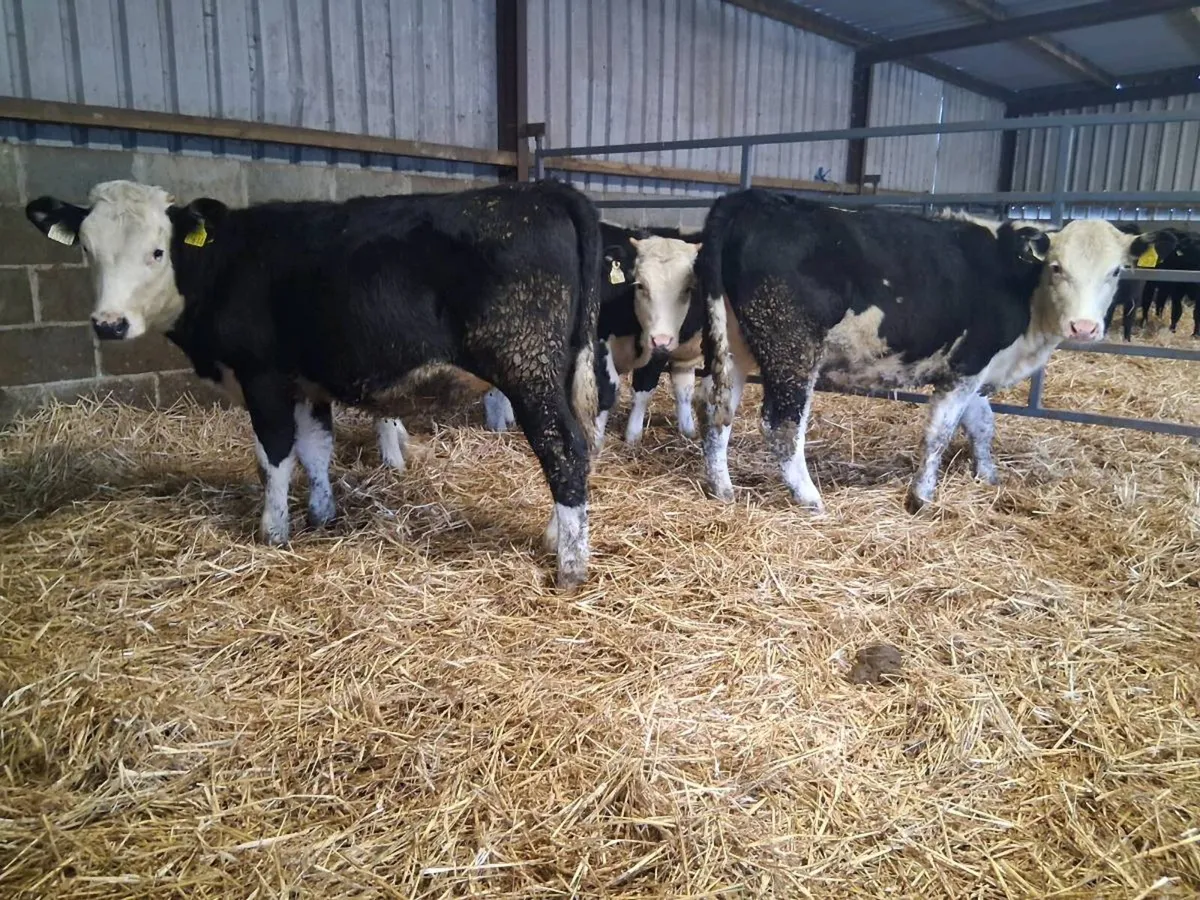 Hereford Heifer Weanlings - Image 3