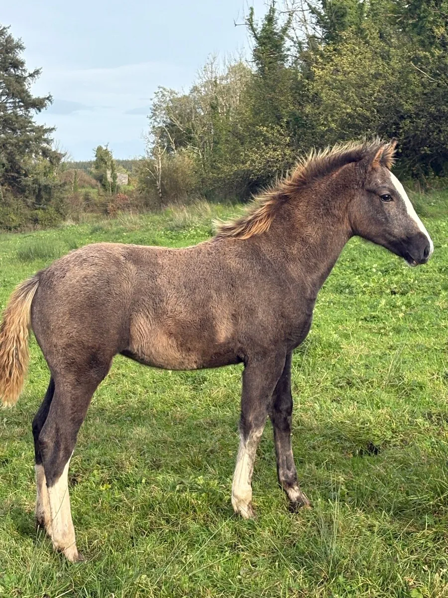 Filly foals for sale - Image 2