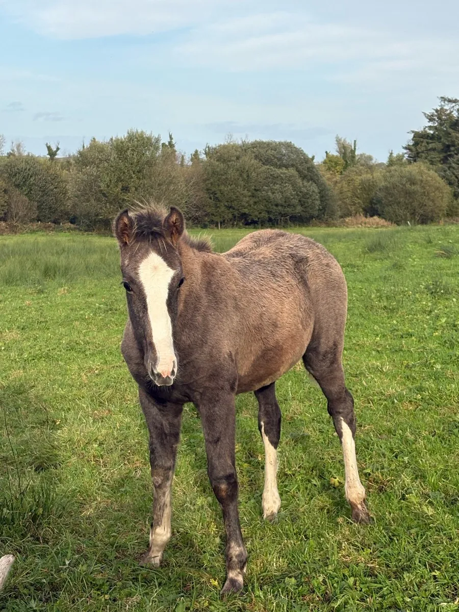 Filly foals for sale - Image 3