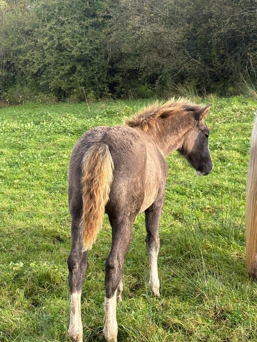 Filly foals for sale - Image 4