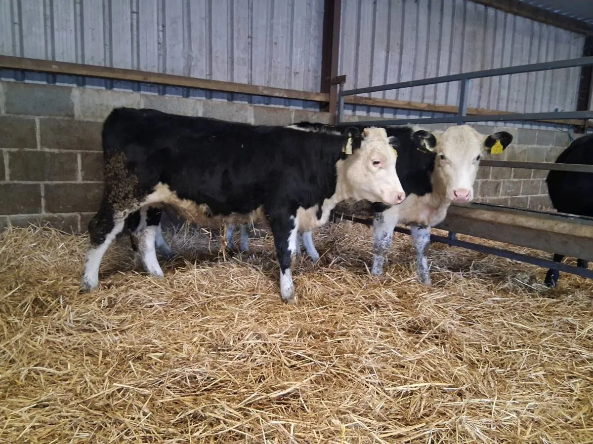 Hereford Heifer Weanlings - Image 4