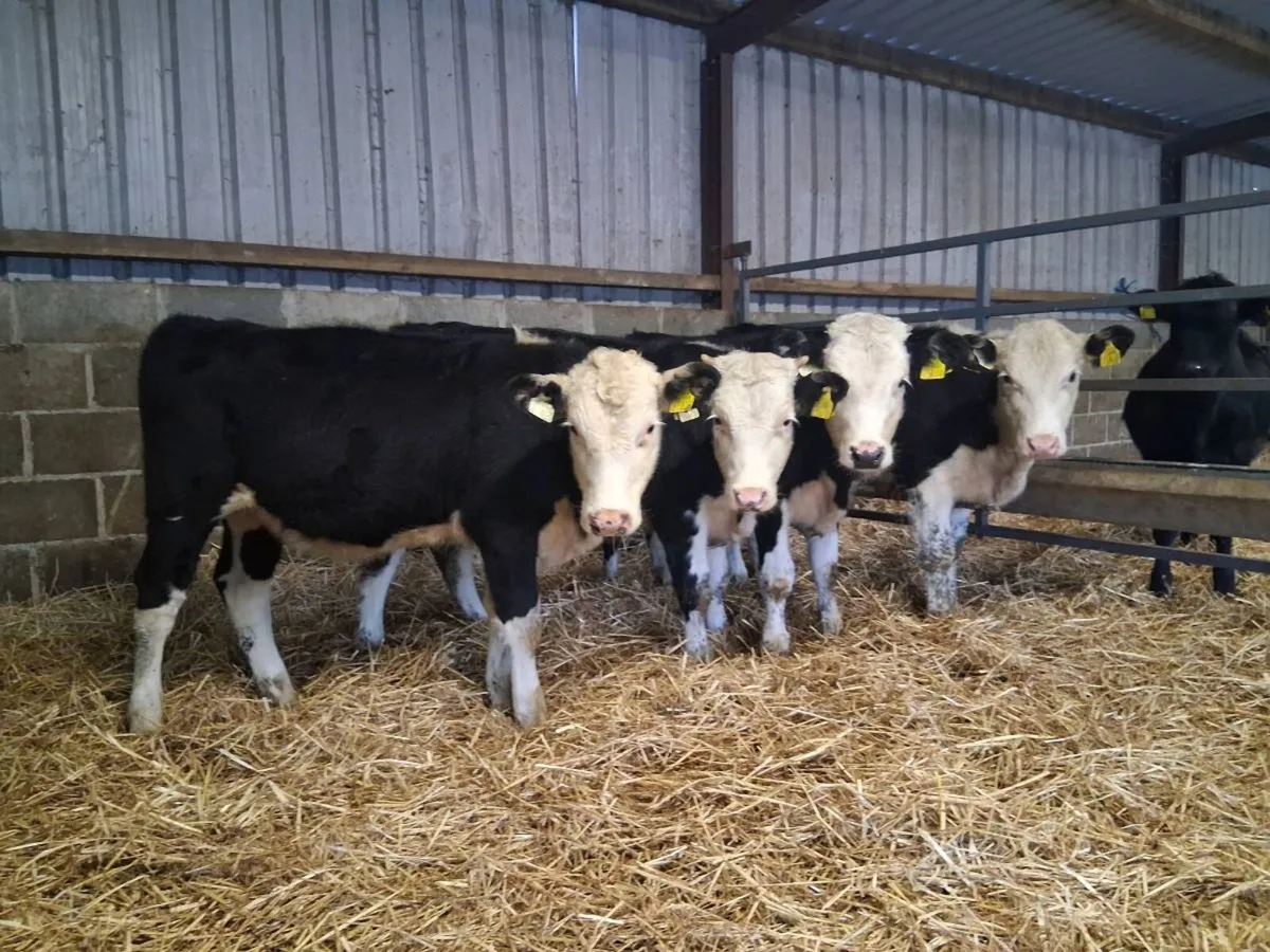 Hereford Heifer Weanlings - Image 1