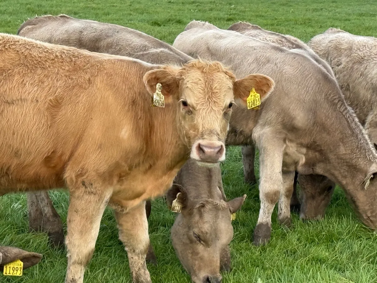 8 CHARLAOIS BULLOCK WEANLINGS - Image 1