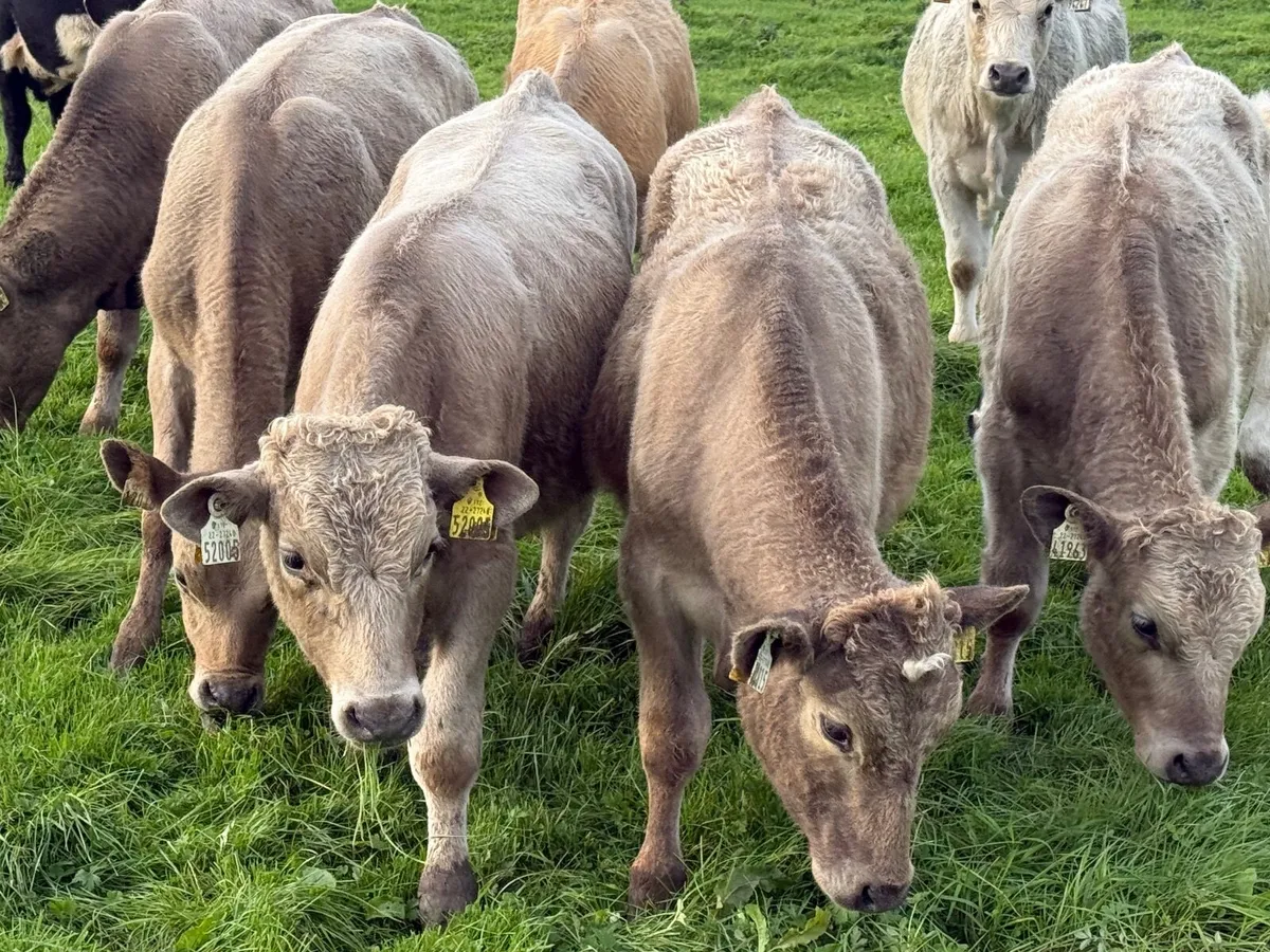 8 CHARLAOIS BULLOCK WEANLINGS - Image 2