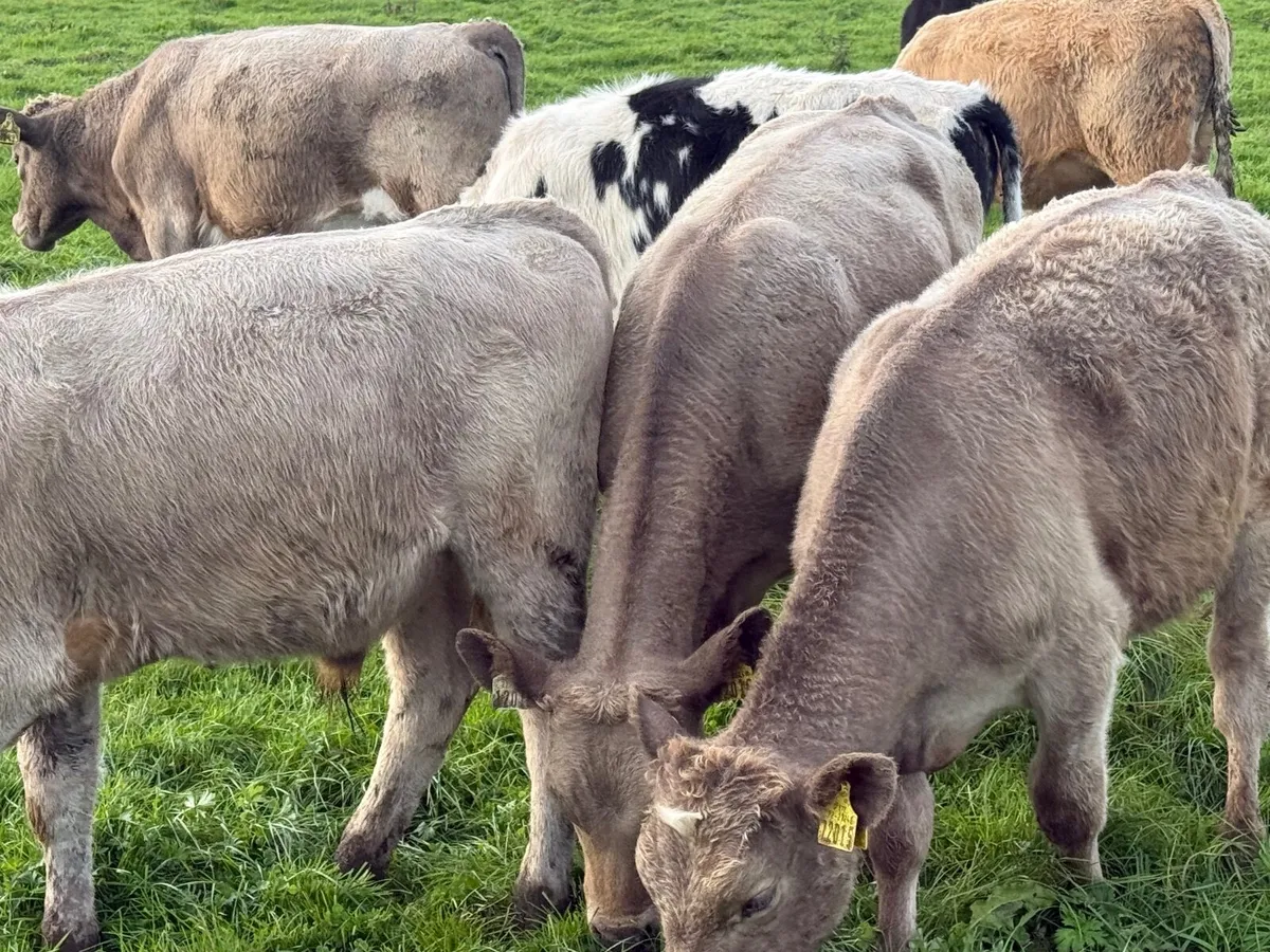 8 CHARLAOIS BULLOCK WEANLINGS - Image 3