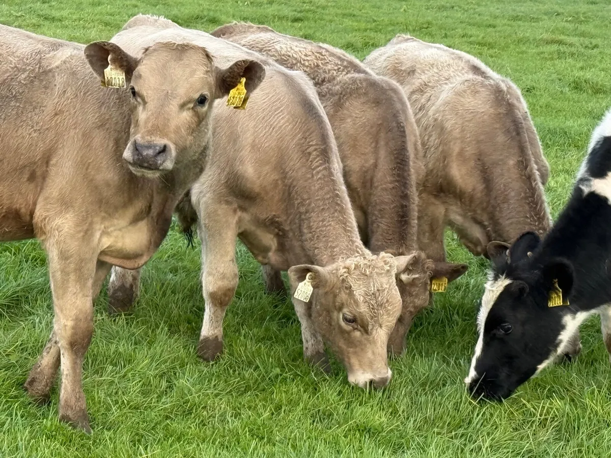 8 CHARLAOIS BULLOCK WEANLINGS - Image 4
