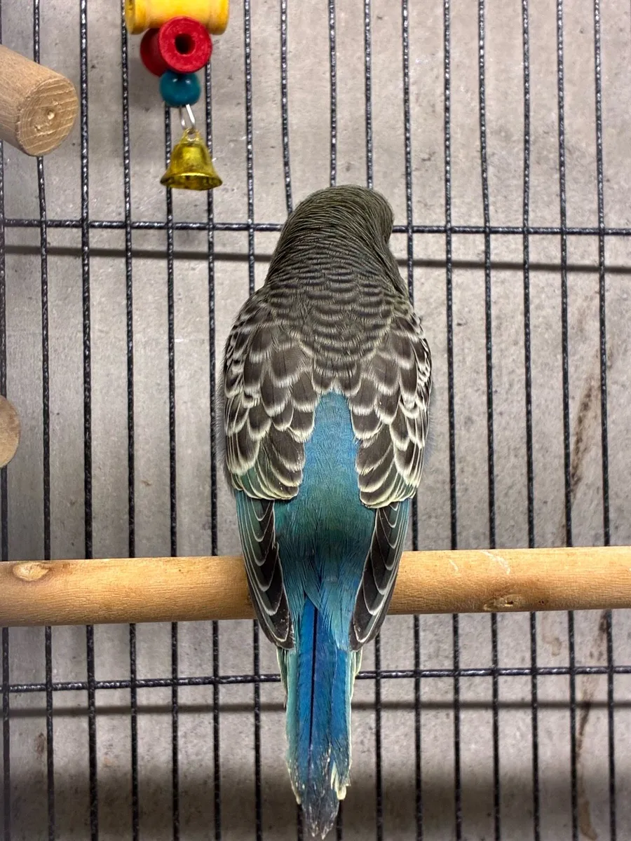 Bf/bw budgies - Image 2