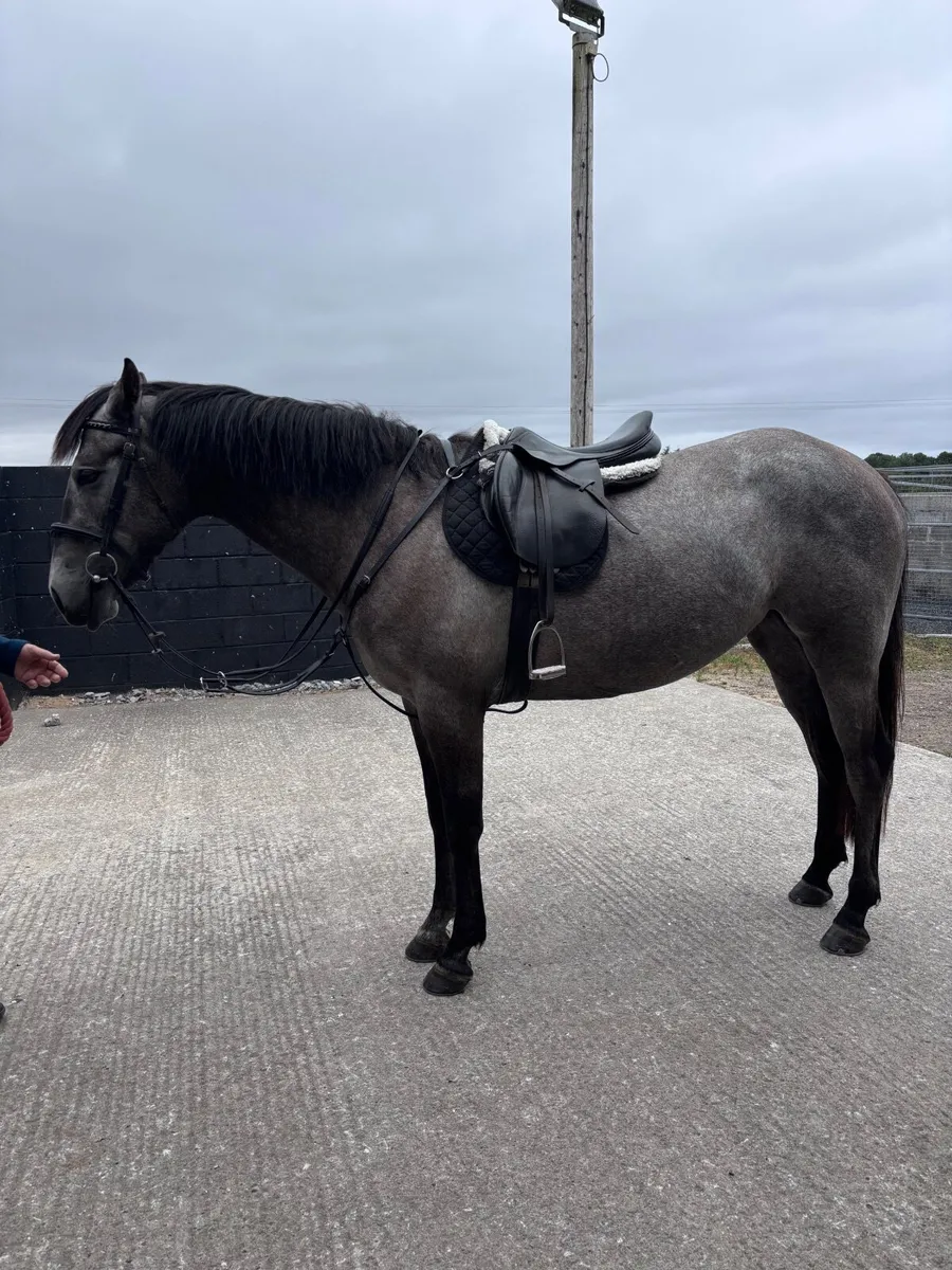 3 year old filly - Image 1
