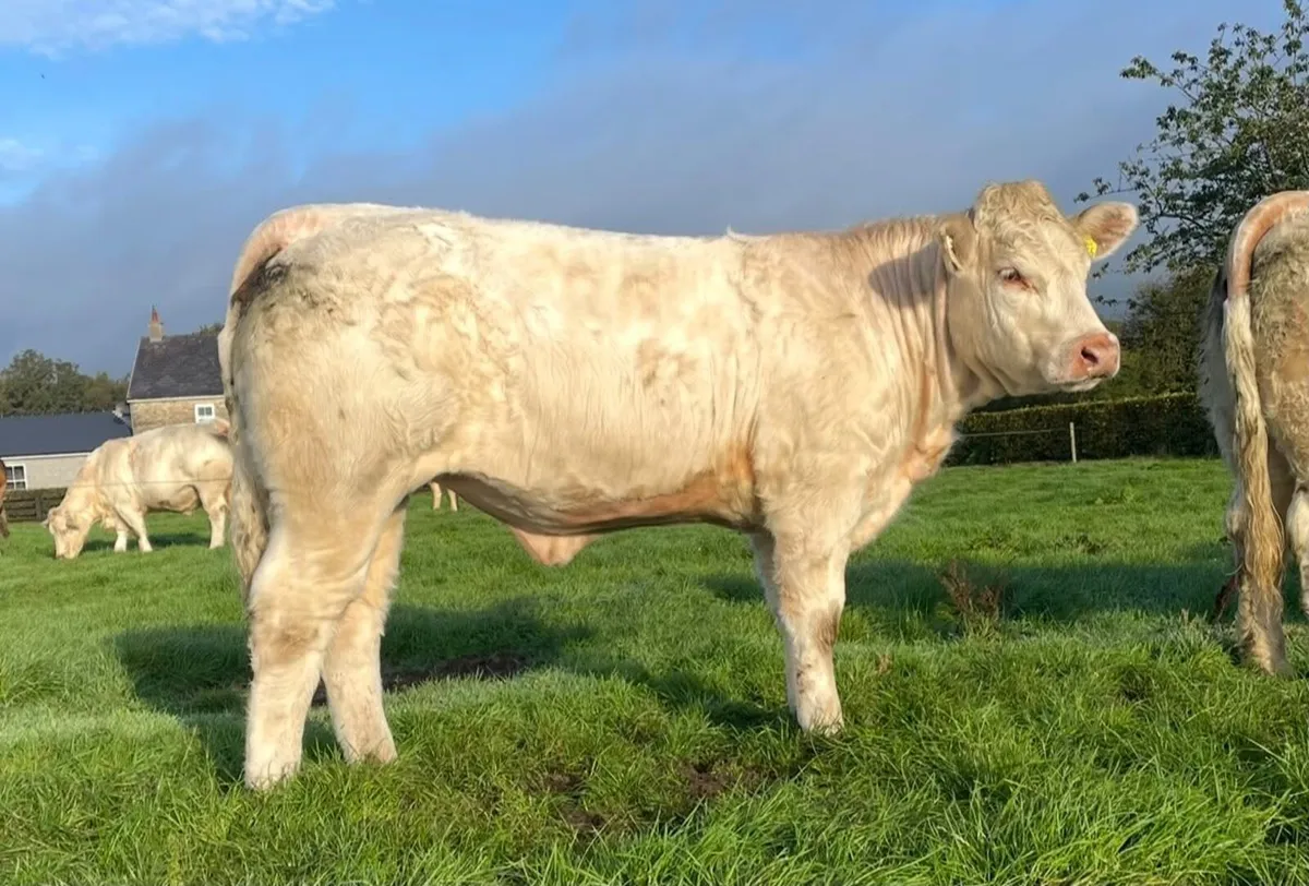 Coolrain Angus & Monagh Charolais/Limousin sale - Image 2