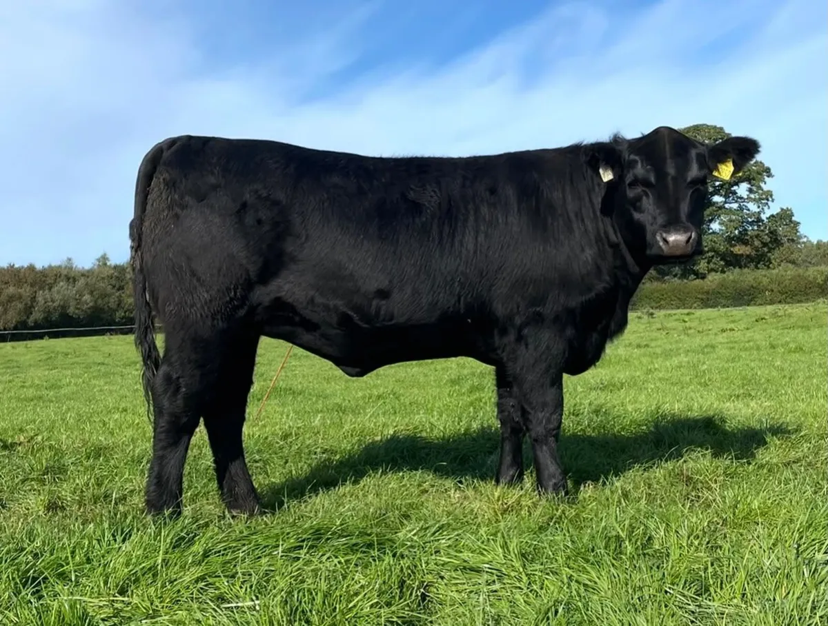 Coolrain Angus & Monagh Charolais/Limousin sale - Image 3