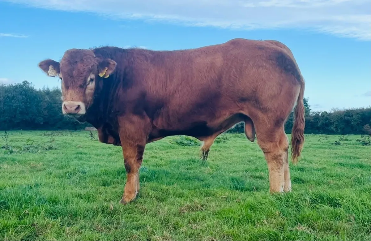 Coolrain Angus & Monagh Charolais/Limousin sale - Image 4