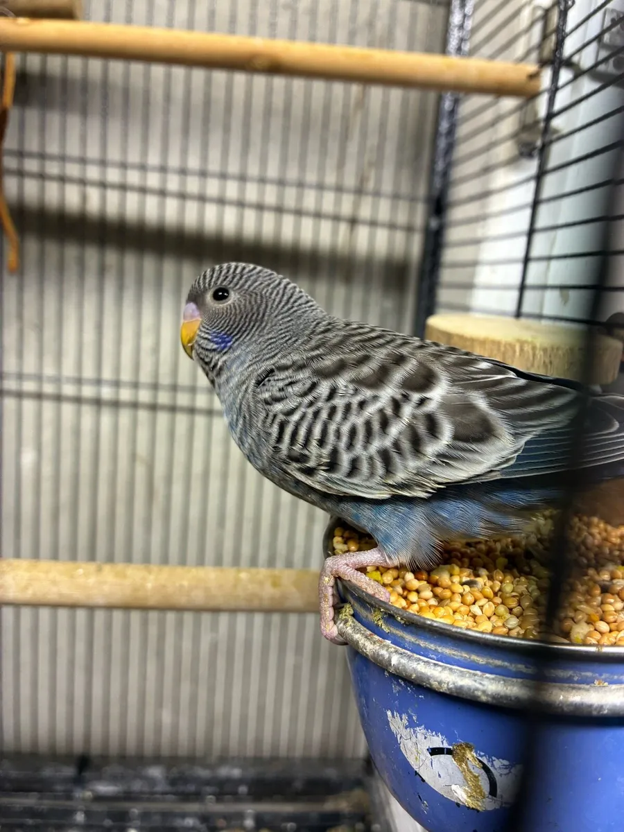 Bf/bw budgies - Image 3