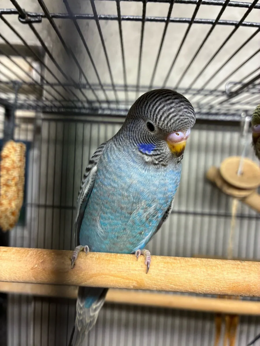 Bf/bw budgies - Image 4