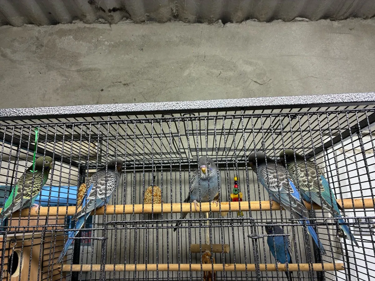 Bf/bw budgies - Image 4