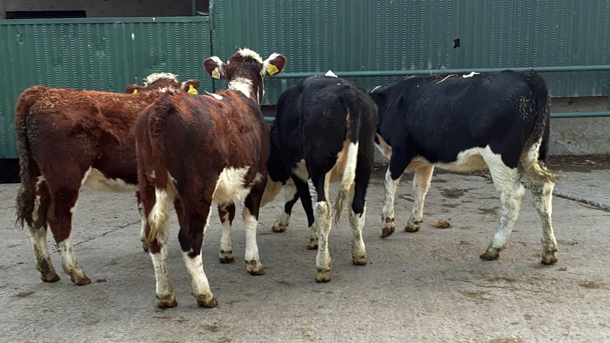 5 super Hereford weanling heifers - Image 1