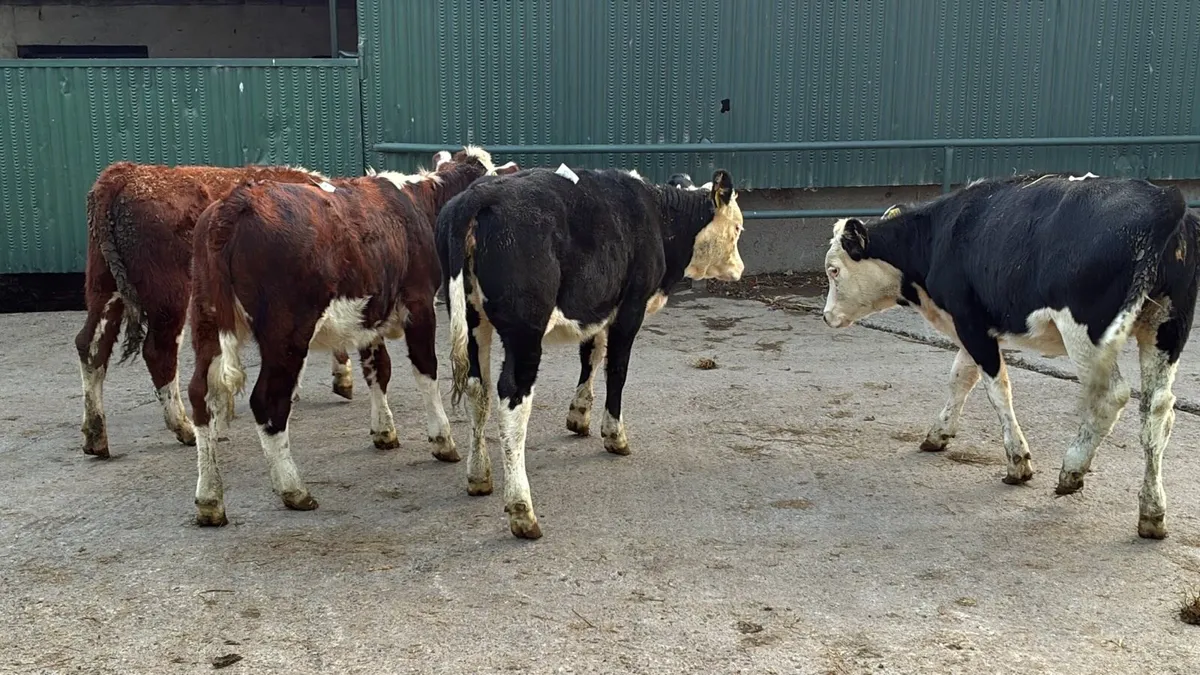 5 super Hereford weanling heifers - Image 2