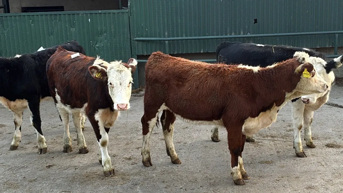 5 super Hereford weanling heifers - Image 3