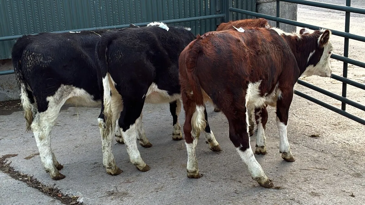 5 super Hereford weanling heifers - Image 4
