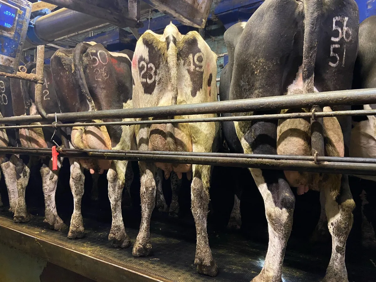 10 pedigree calved cows for sale - Image 1