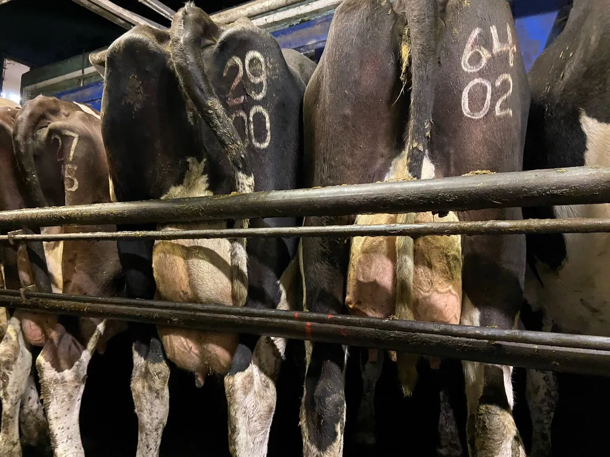 10 pedigree calved cows for sale - Image 2