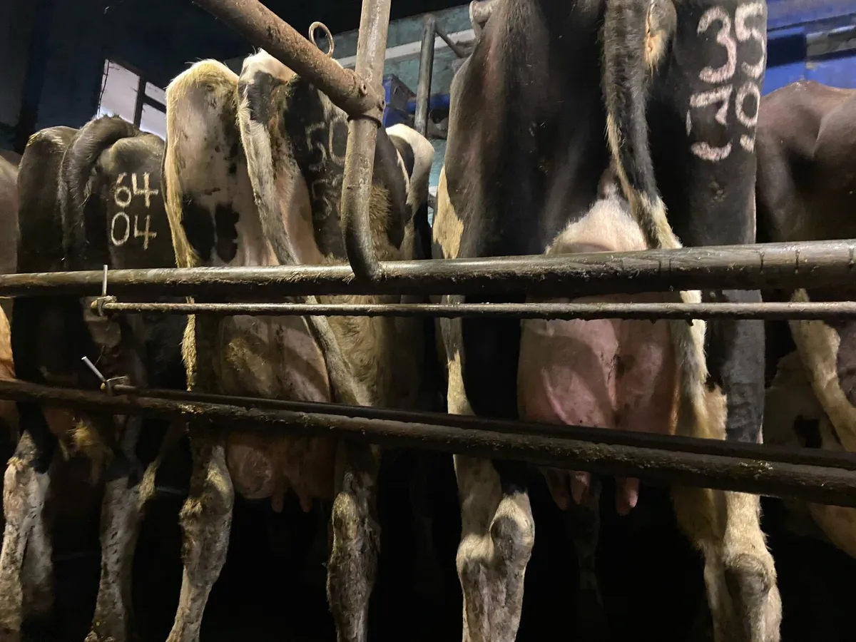 10 pedigree calved cows for sale - Image 3