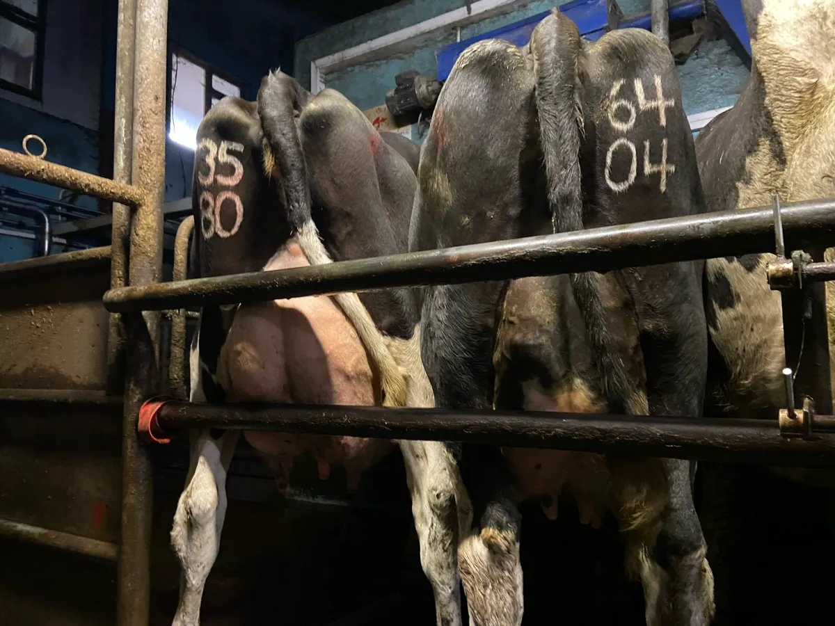 10 pedigree calved cows for sale - Image 4