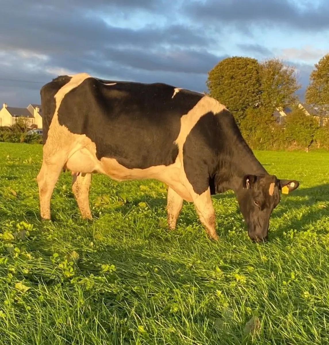 Holstein/Friesian Sale - Kilmallock Mart - Image 1