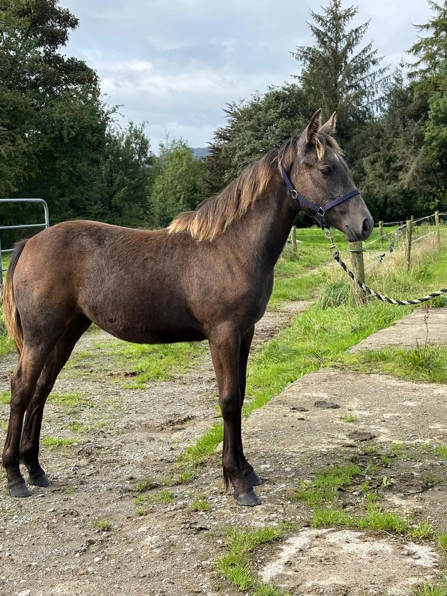 Super Irish draught Filly Foal - Image 4