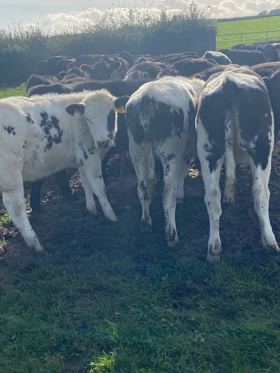 Belgian blue weanling heifers - Image 2