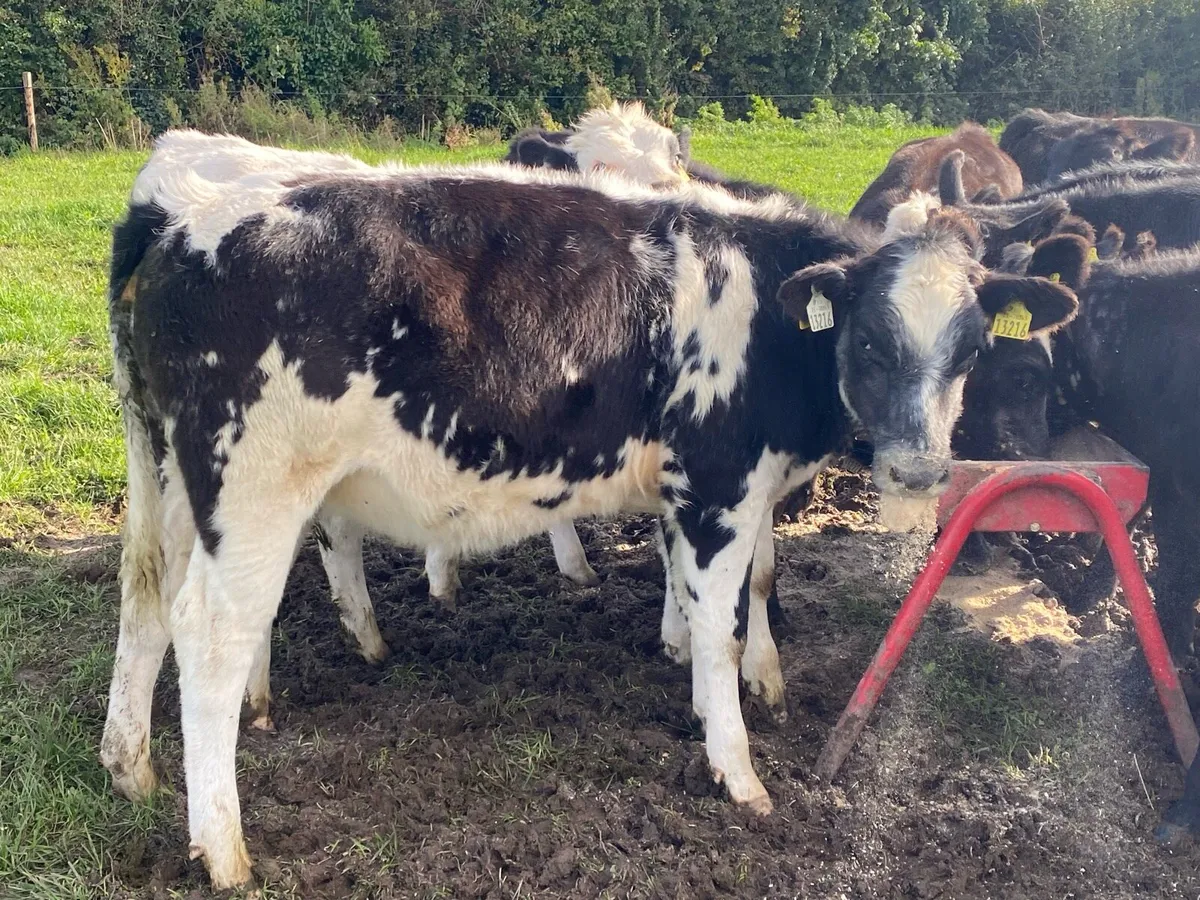 Belgian blue weanling heifers - Image 1