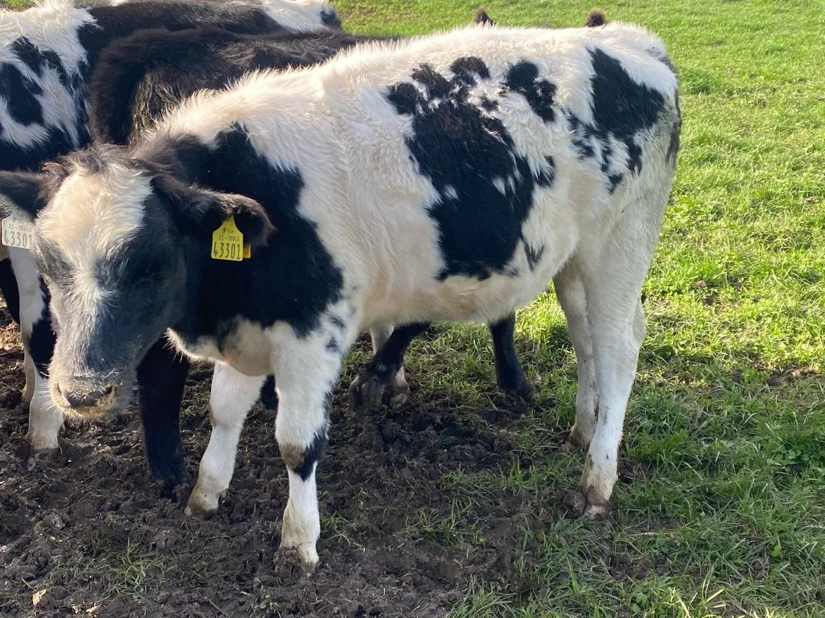 Belgian blue weanling heifers - Image 3