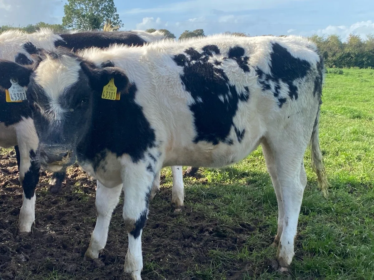 Belgian blue weanling heifers - Image 4