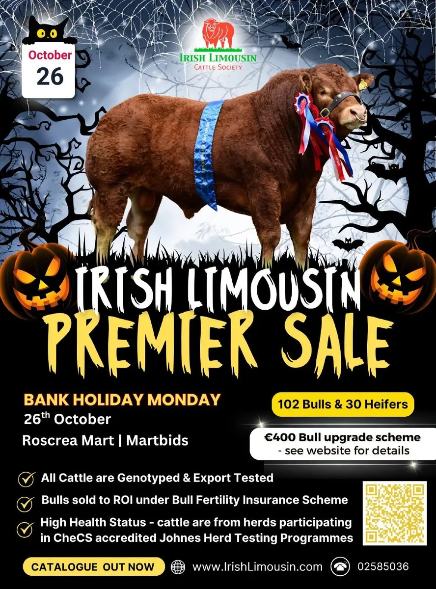 Limousin Bull & Heifer sale - Image 3