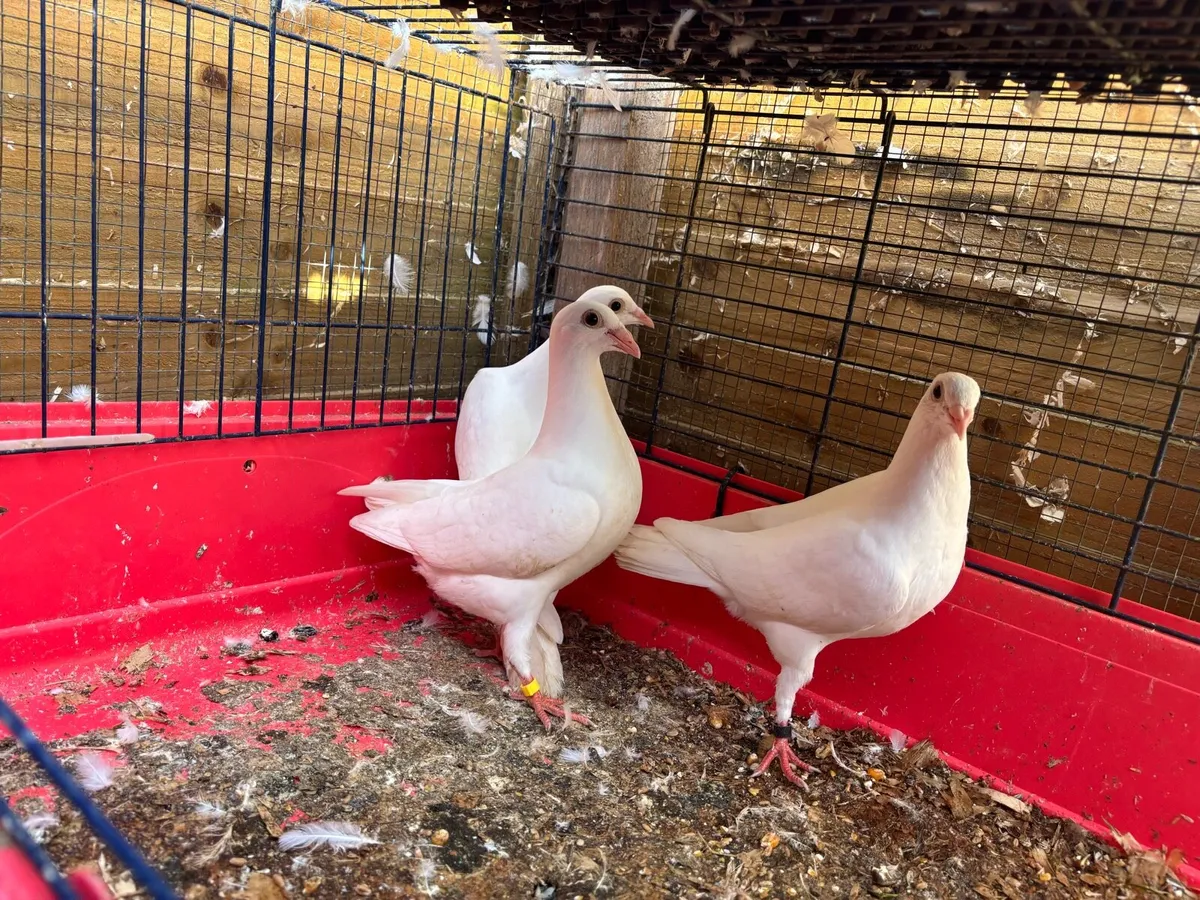 Logan pigeons - Image 2