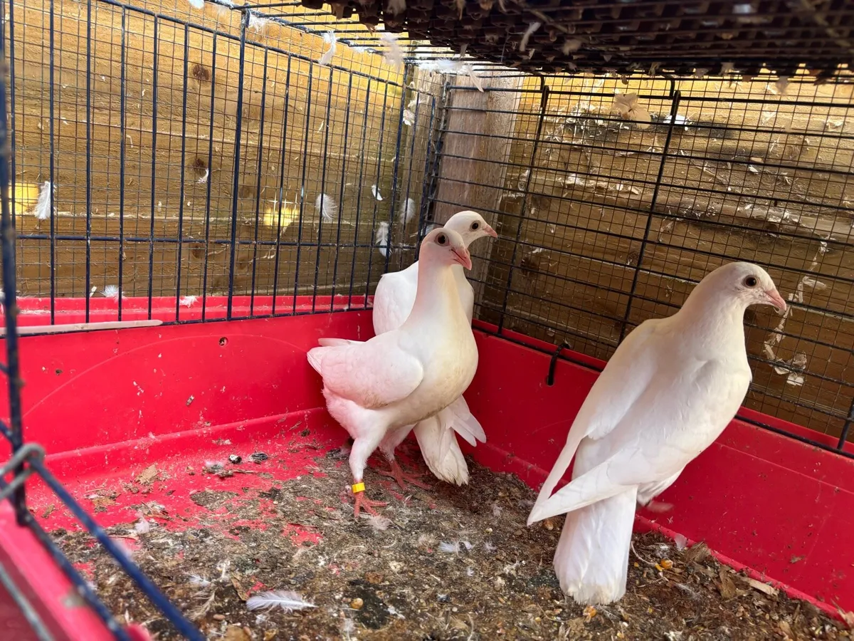 Logan pigeons - Image 3
