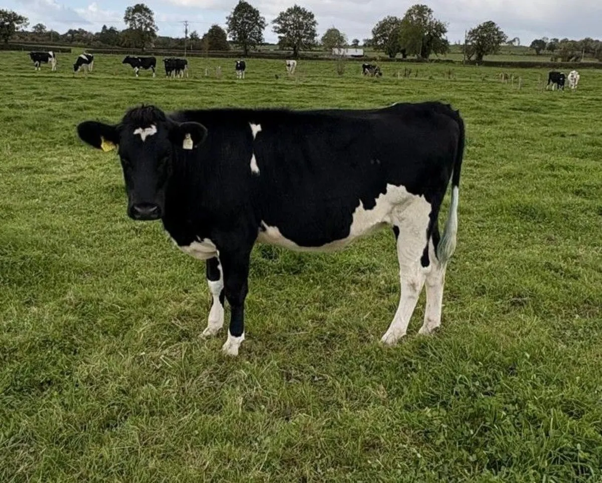 Holstein/Friesian Sale - Kilmallock Mart - Image 2