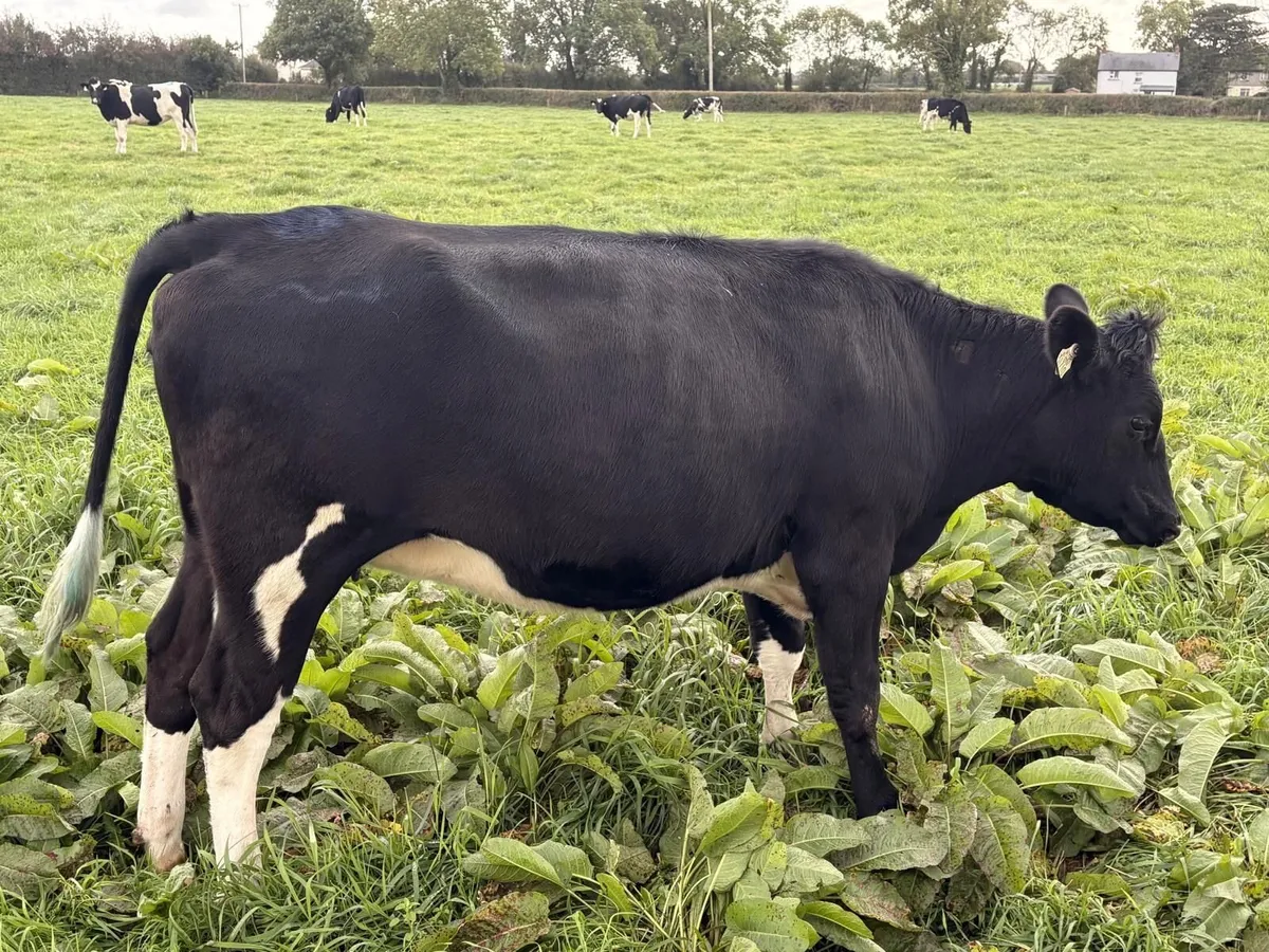 Holstein/Friesian Sale - Kilmallock Mart - Image 4