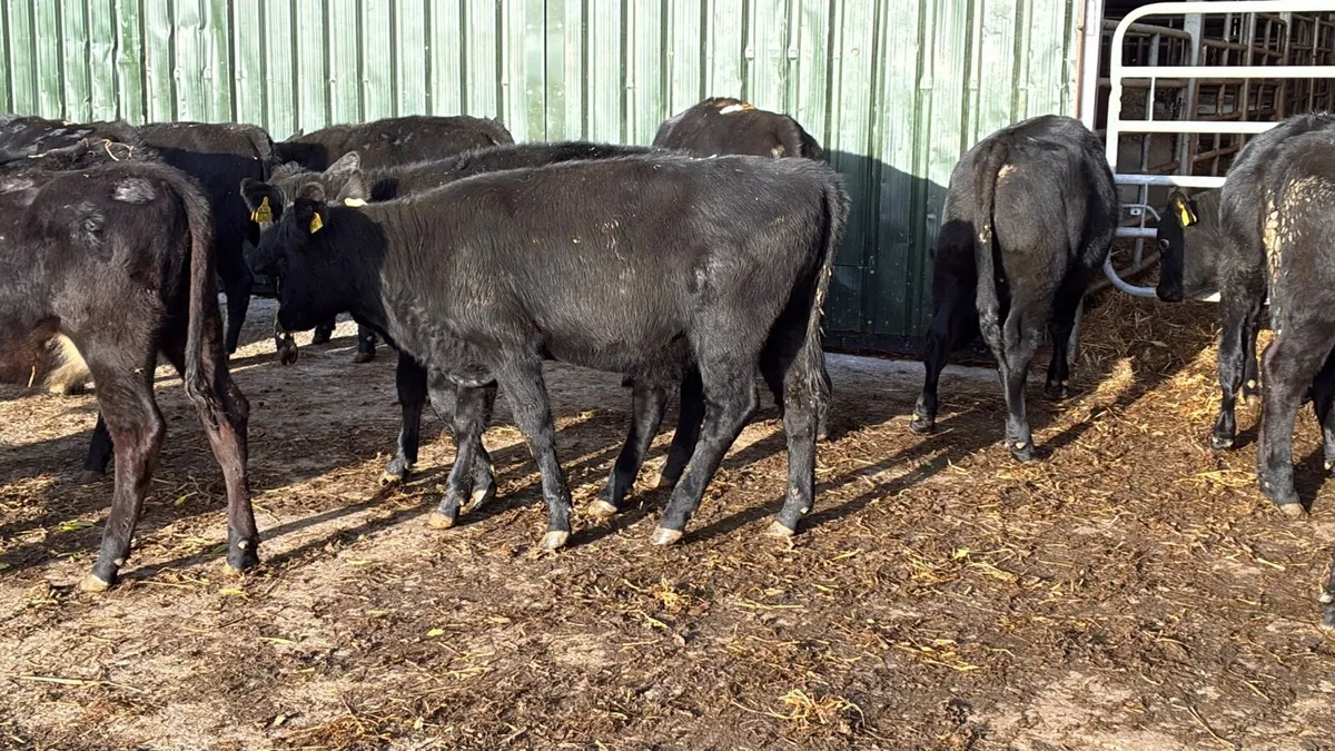 18 super Angus weanling heifers - Image 2