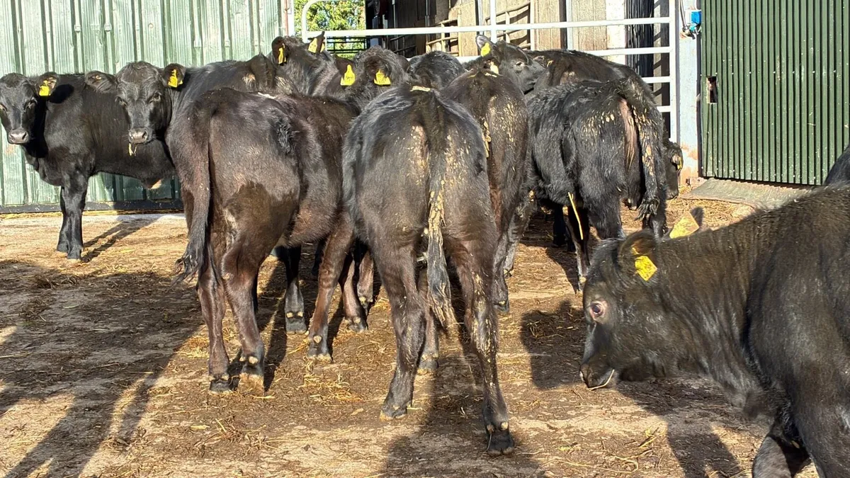 18 super Angus weanling heifers - Image 1